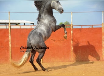 PRE Mix, Wallach, 6 Jahre, 163 cm, Apfelschimmel