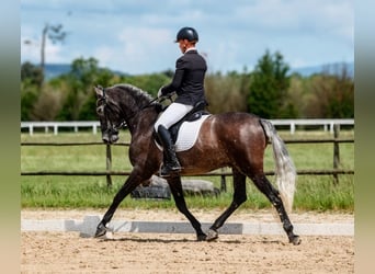 PRE, Wallach, 6 Jahre, 163 cm, Braunfalbschimmel