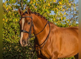PRE, Wallach, 6 Jahre, 163 cm, Fuchs