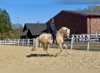 PRE Mix, Wallach, 6 Jahre, 163 cm, Palomino
