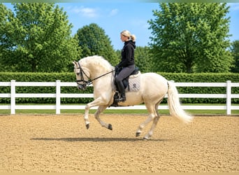 PRE Mix, Wallach, 6 Jahre, 163 cm, Palomino
