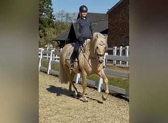 PRE Mix, Wallach, 6 Jahre, 163 cm, Palomino