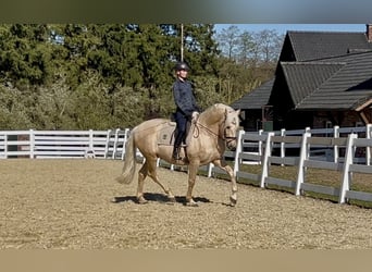PRE Mix, Wallach, 6 Jahre, 163 cm, Palomino