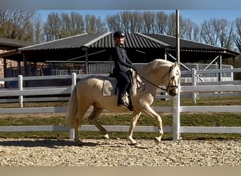 PRE Mix, Wallach, 6 Jahre, 163 cm, Palomino