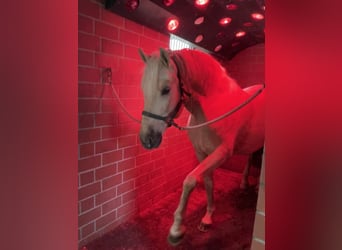 PRE Mix, Wallach, 6 Jahre, 163 cm, Palomino