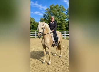 PRE Mix, Wallach, 6 Jahre, 163 cm, Palomino