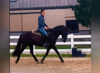 PRE Mix, Wallach, 6 Jahre, 163 cm, Rappe