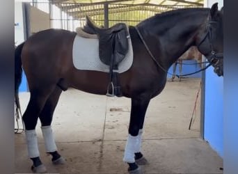 PRE Mix, Wallach, 6 Jahre, 163 cm, Rotbrauner