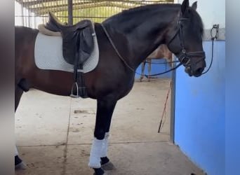 PRE Mix, Wallach, 6 Jahre, 163 cm, Rotbrauner