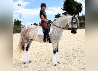 PRE Mix, Wallach, 6 Jahre, 163 cm, Schimmel
