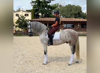 PRE Mix, Wallach, 6 Jahre, 163 cm, Schimmel