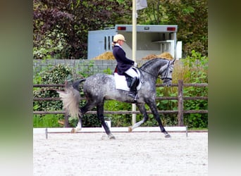 PRE Mix, Wallach, 6 Jahre, 163 cm, Schimmel