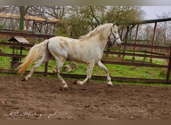 PRE, Wallach, 6 Jahre, 163 cm, Schimmel