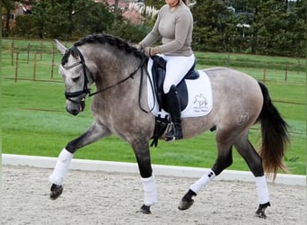 PRE Mix, Wallach, 6 Jahre, 163 cm, Schimmel