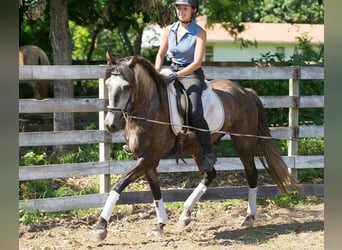 PRE Mix, Wallach, 6 Jahre, 164 cm, Apfelschimmel