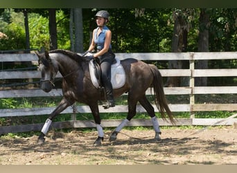 PRE Mix, Wallach, 6 Jahre, 164 cm, Apfelschimmel