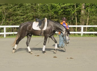 PRE Mix, Wallach, 6 Jahre, 164 cm, Apfelschimmel