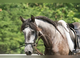 PRE Mix, Wallach, 6 Jahre, 164 cm, Apfelschimmel