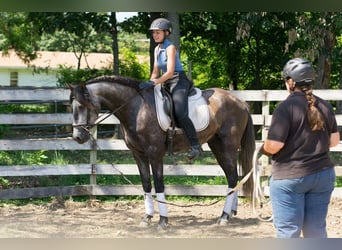 PRE Mix, Wallach, 6 Jahre, 164 cm, Apfelschimmel