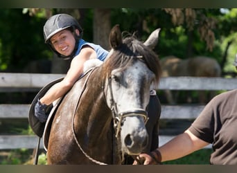 PRE Mix, Wallach, 6 Jahre, 164 cm, Apfelschimmel