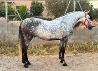 PRE, Wallach, 6 Jahre, 164 cm, Apfelschimmel