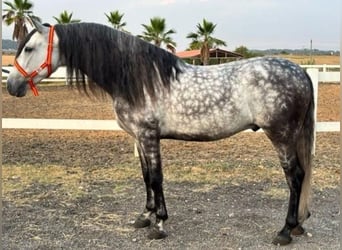 PRE, Wallach, 6 Jahre, 164 cm, Apfelschimmel
