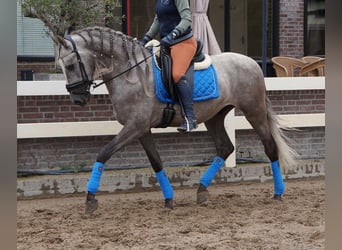 PRE Mix, Wallach, 6 Jahre, 164 cm, Apfelschimmel