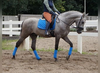 PRE Mix, Wallach, 6 Jahre, 164 cm, Apfelschimmel