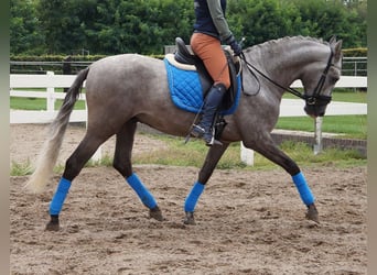 PRE Mix, Wallach, 6 Jahre, 164 cm, Apfelschimmel
