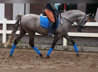 PRE Mix, Wallach, 6 Jahre, 164 cm, Apfelschimmel