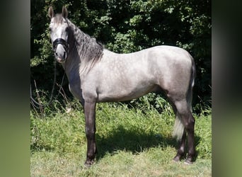 PRE Mix, Wallach, 6 Jahre, 164 cm, Apfelschimmel