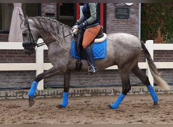 PRE Mix, Wallach, 6 Jahre, 164 cm, Apfelschimmel