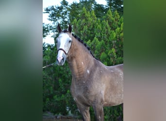 PRE Mix, Wallach, 6 Jahre, 164 cm, Apfelschimmel