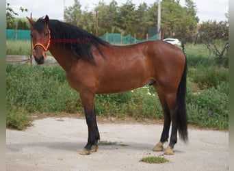 PRE Mix, Wallach, 6 Jahre, 164 cm, Brauner
