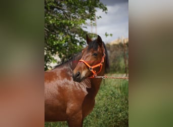 PRE Mix, Wallach, 6 Jahre, 164 cm, Brauner