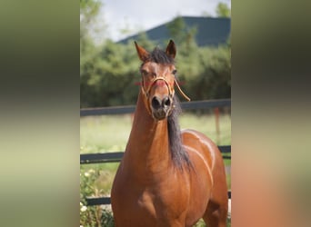 PRE Mix, Wallach, 6 Jahre, 164 cm, Brauner