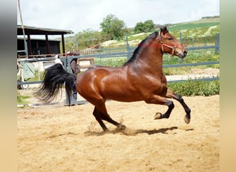 PRE Mix, Wallach, 6 Jahre, 164 cm, Brauner