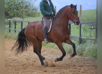 PRE Mix, Wallach, 6 Jahre, 164 cm, Brauner