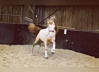 PRE Mix, Wallach, 6 Jahre, 164 cm, Cremello