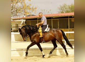 PRE, Wallach, 6 Jahre, 164 cm, Dunkelbrauner
