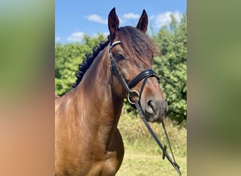 PRE, Wallach, 6 Jahre, 164 cm, Dunkelbrauner