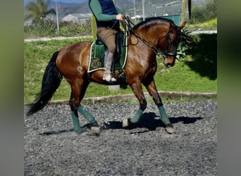 PRE, Wallach, 6 Jahre, 164 cm, Dunkelbrauner