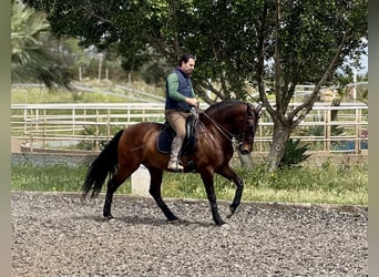 PRE, Wallach, 6 Jahre, 164 cm, Dunkelbrauner
