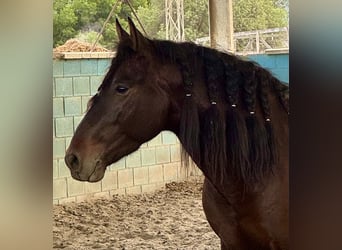PRE, Wallach, 6 Jahre, 164 cm, Dunkelbrauner
