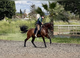 PRE, Wallach, 6 Jahre, 164 cm, Dunkelbrauner