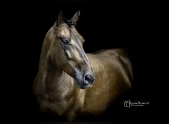 PRE, Wallach, 6 Jahre, 164 cm, Dunkelbrauner