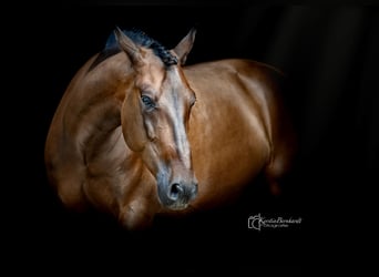 PRE, Wallach, 6 Jahre, 164 cm, Dunkelbrauner