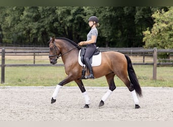PRE, Wallach, 6 Jahre, 164 cm, Dunkelbrauner