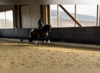 PRE, Wallach, 6 Jahre, 164 cm, Dunkelbrauner