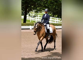 PRE Mix, Wallach, 6 Jahre, 164 cm, Falbe